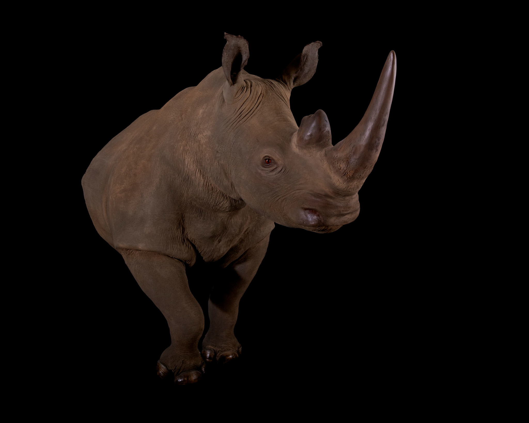 Rhino Half Mount Splitting Image Taxidermy